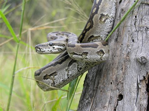La Pitón Sudafricana La Primera Serpiente Ovípara Conocida Que Cuida A