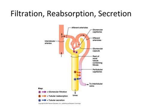 Tubular Reabsorption And Secretion Flashcards Quizlet