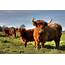 ‘Rare Breed Cattle Are Vital For Wildlife Conservation’
