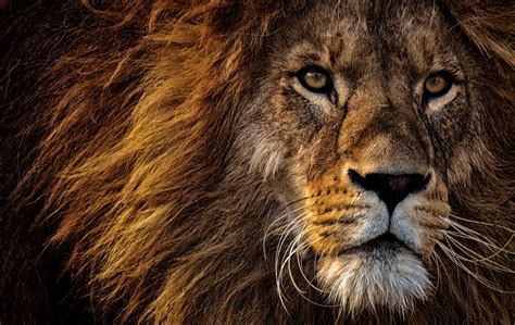 Close Up Photo Of Lions Head · Free Stock Photo