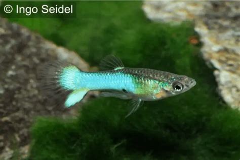 Poecilia Wingei Endler Guppy My Fish Aus Freude An Der Aquaristik