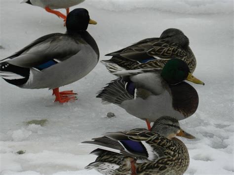 Michigan Ducks Struggling With Ice Covered Lakes And