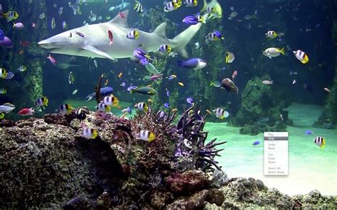Marine Aquarium Live Wallpaper For Pc Carrotapp