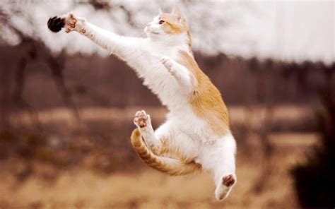 Cat Funny Jump Hd Desktop Wallpapers 4k Hd