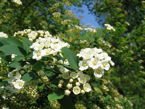 Maybe you would like to learn more about one of these? White thorn | Flickr - Photo Sharing!