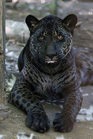 Black panthers are melanistic color variants of either leopard or jaguars. Black Leopards-Perfect example of the spots on a black ...