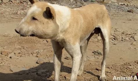 Stray Dog With A Pig Snout Has An Amazing Transformation