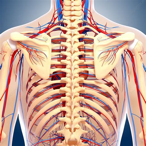 Anatomy Of The Human Back