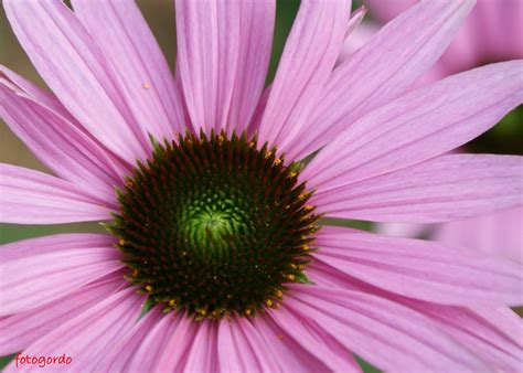 And trees provide a welcoming home to so many birds and animals. Lily Flower Quotes And Sayings. QuotesGram