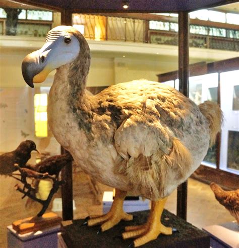 The Extinct Dodo Bird Was A Large Flightless Creature That Lived On The