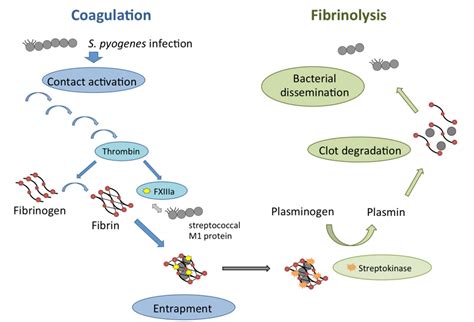 Figure 2 From The Role Of Coagulationfibrinolysis During Streptococcus