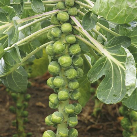 Brussels Sprout Crispus F1 Plants From Mr Fothergills