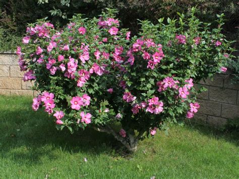Hibiscus Syriacus Rose Of Sharon World Of Flowering Plants Plants Hibiscus Plant