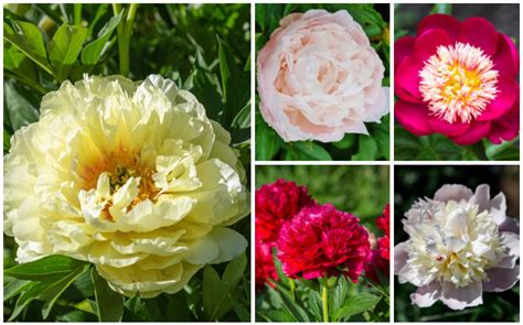 17 Gorgeous Types Of Peonies Garden Lovers Club