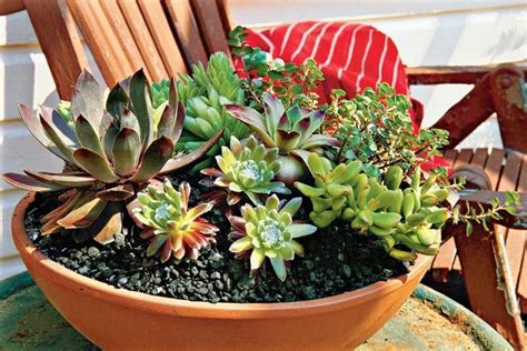 Antes el cactus era de hecho una planta rara que se podía ver en los desiertos de áfrica o américa. Composizione piante grasse - Composizione Piante ...
