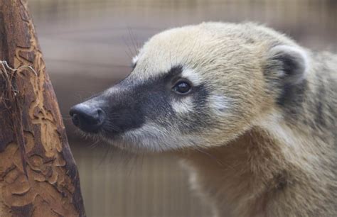 Animal Experiences - Adelaide Zoo