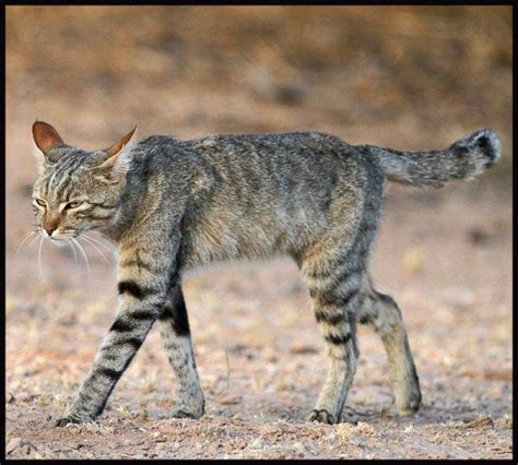 African Wildcat Felis Silvestris Lybica Small Wild Cats Big Cats