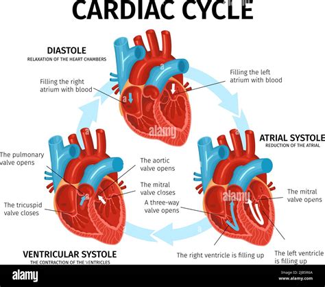 Flat Infographics With Heart Anatomy And Description Of Cardiac Cycle