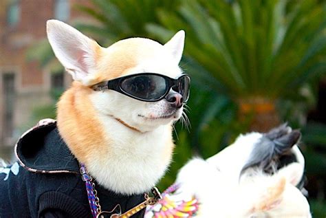 Doggy Sunglasses Does Your Pup Need Eye Protection Vet Approved