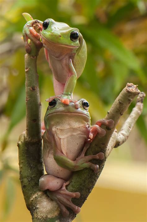 Cute Creature Alert 045 Frog Poses Cute Frogs Cute Animals Animals