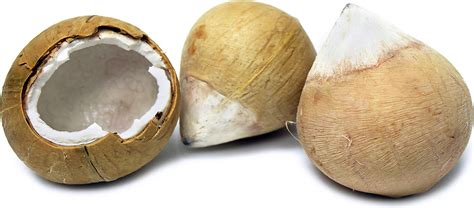Sweet Coconuts Information Recipes And Facts