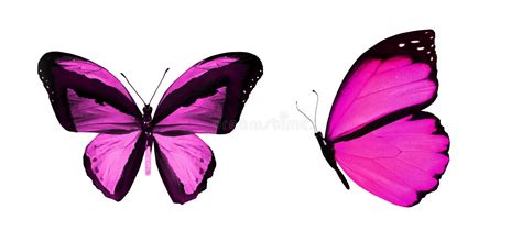 Color Butterflies Isolated On White Stock Image Image Of Moth
