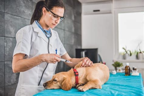 Puppies are normally safe from most infections for the first few weeks of their lives thanks but they will normally need to start vaccinations between the ages of six to nine weeks. The Rabies Vaccine for Dogs (GUIDE TO PREVENTING RABID DOGS)