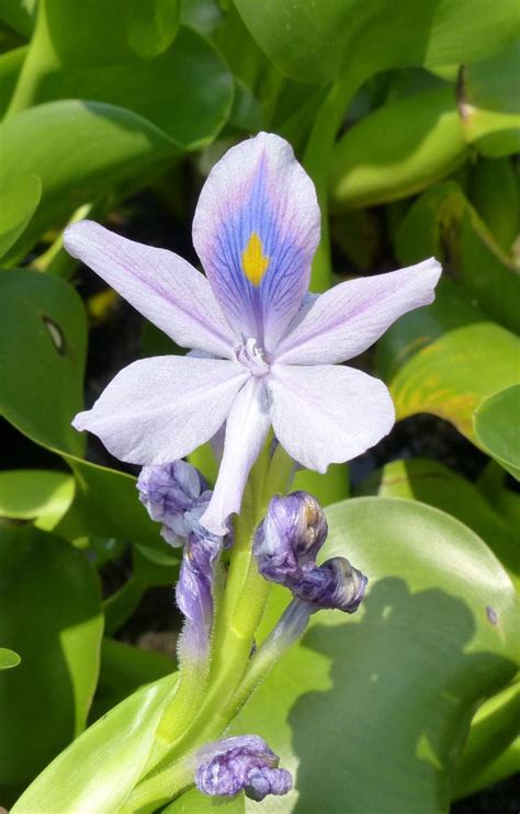 Eichhornia crassipes (Mart.) Solms - Common water hyacinth