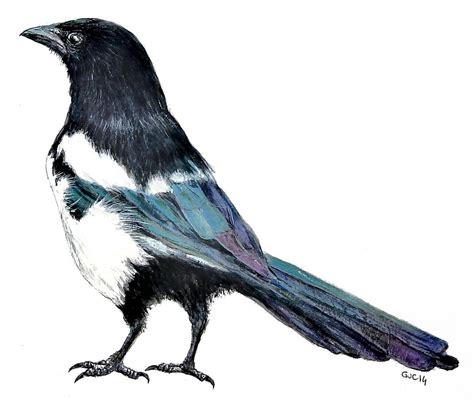 Check spelling or type a new query. Eurasian Magpie (Back) (Watercolor) | Eurasian magpie ...