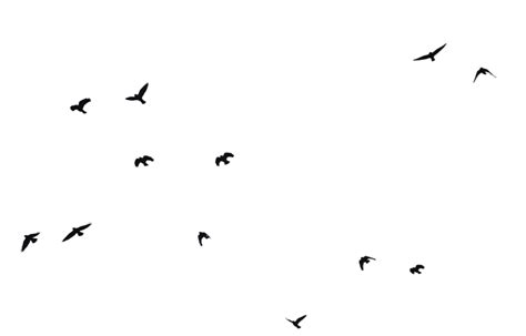 Bird Png Clipart Png All Png All