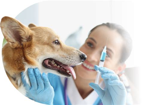 Dental Wet Labs Midwestern Veterinary Dentistry