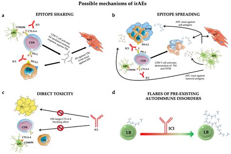 IJMS Free Full Text Immune Checkpoint Inhibitor Related Myositis