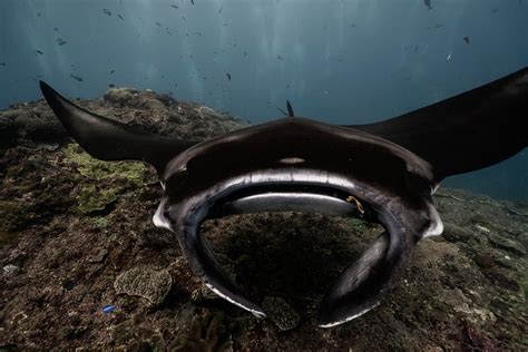 Discover The Worlds Largest Manta Ray Ever Recorded Sea Paradise