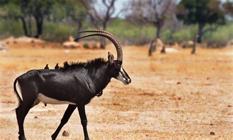 Вся информация о стране ангола. Angola elabora ações para impedir extinção da palanca ...