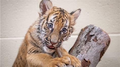 So Cute Cleveland Zoo Welcomes Malayan Tiger Cub From Tulsa Zoo