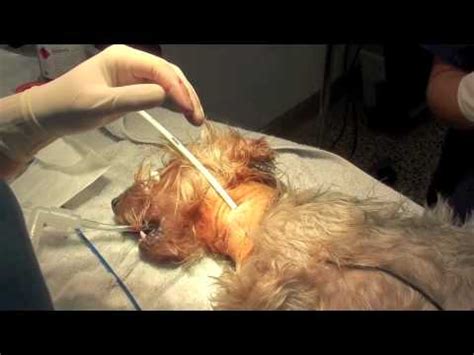 The state of being fed by a feeding tube is called gavage, enteral feeding or tube feeding. Feeding Tube Canine @ tusyxo56 :: 痞客邦