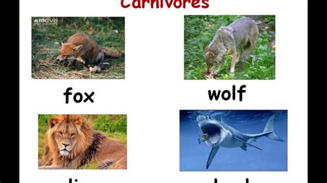 what do animals eat - YouTube