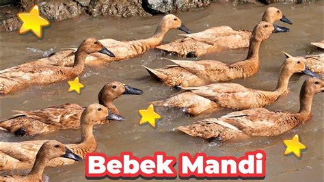 Bebek Adus Kali Lagu Bebek Berenang Indonesia Ducks Swimming Duck Farm In China Duck Song