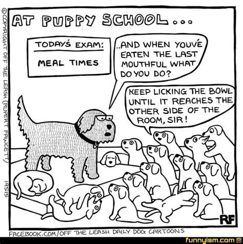 Puppy Training Puppy School Puppies Puppy Training