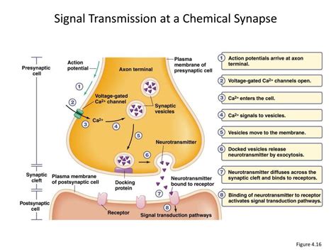 Ppt Topic 2d Neurotransmission Powerpoint Presentation Free Download