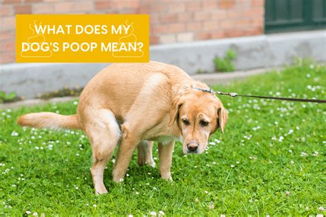 7 Dog Poop Meanings Types Of Dog Poop Guide Pupford