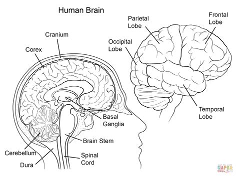 Download brain anatomy - Google Search | Anatomy coloring book ...