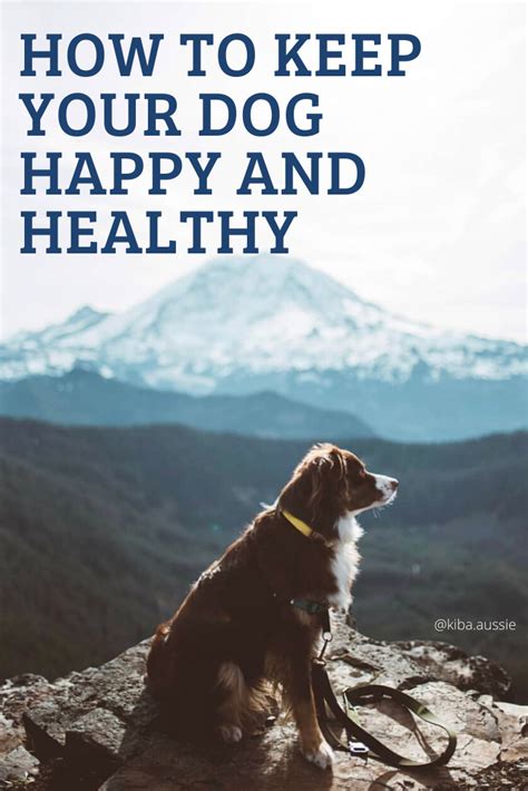 Clinical symptoms of canine nasal tumors may include: How To Keep Your Dog Healthy + Happy | Dogs, Dog cancer ...