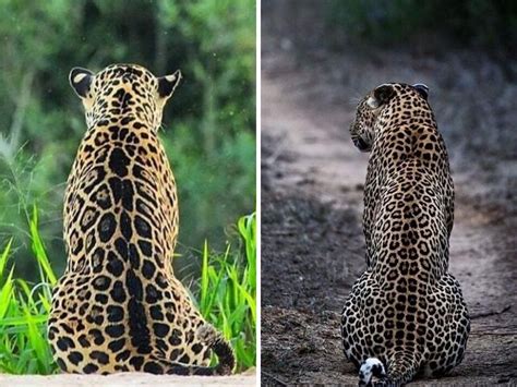 Jaguar Vs Leopard Spots Jaguar Vs Leopard Wilderhood Recitals