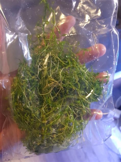 Floating freshwater aquarium plants take up less room where the fish swim. For Sale: - Plants | Tropical Aquariums SA