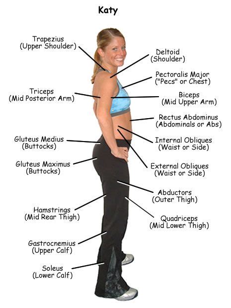 They support bones, in this case, the vertebrae. Side muscles | Health | Pinterest