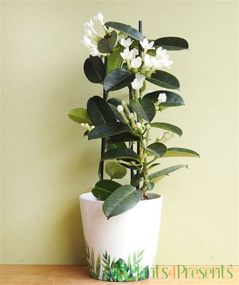 Send A Stephanotis Plant As A T Quality Plants Fast Uk Delivery
