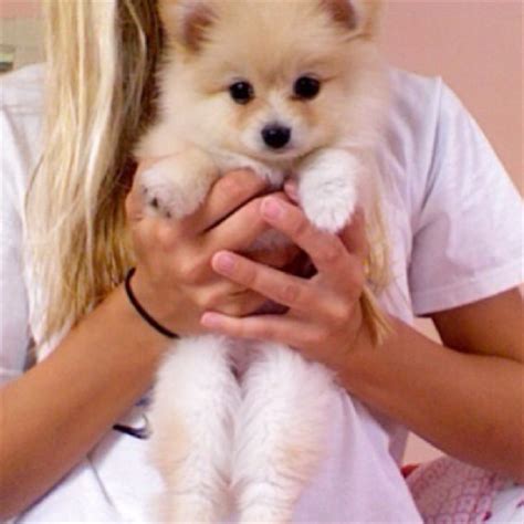 So ein hundewelpen möchte man einfach. Wisst ihr welche Hunderasse das ist? (Foto) (Tiere, Hund ...