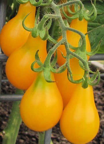 Yellow Pear Tomato Bulk 100 Seeds An European Variety Serving Us