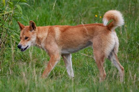 Is Dingo A Dog Breed
